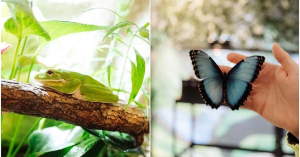 Broscuțe tropicale și fluturi spectaculoși, într-o expoziție inedită la Iulius Town Timișoara