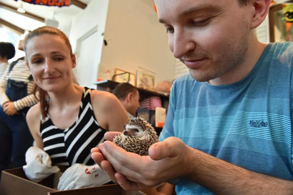 Japonia face în premieră controale la celebrele sale cafenele cu animale, un magnet pentru turiști