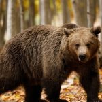 După ce a impus eliminarea a aproape 1.000 de urși, Tanczos Barna propune ca împușcarea ilegală să fie penalizată doar cu 500 euro în loc de 40.000 euro. Victimele și rudele atacurilor de urși pot primi 50.000 euro ca despăgubiri morale