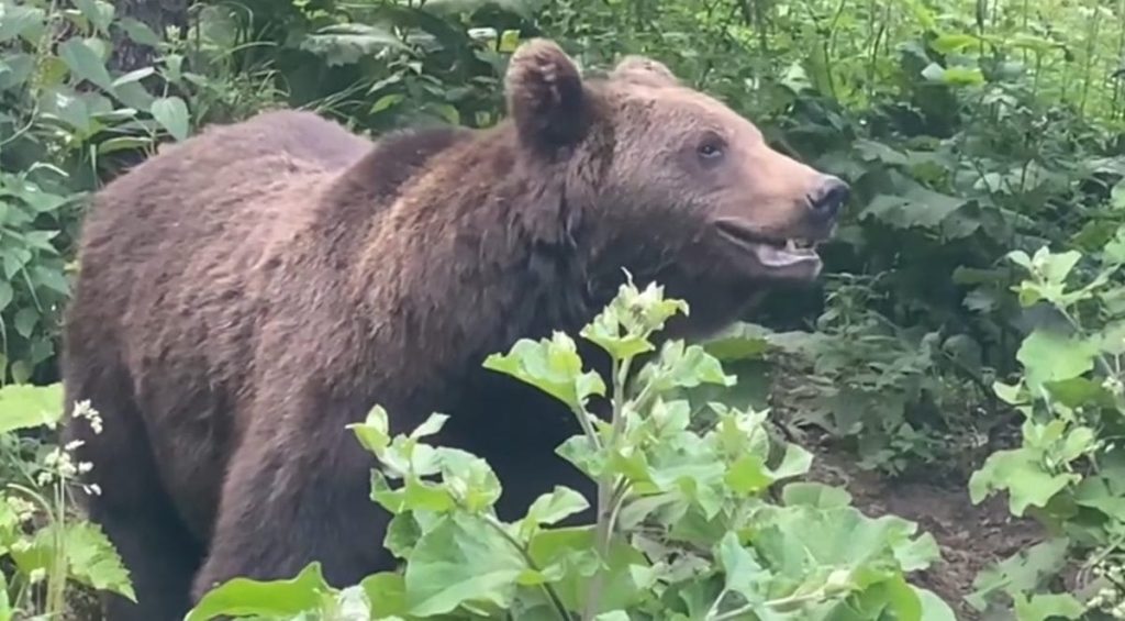 Rănirea sau uciderea unui animal sălbatic, ca reacție la atacul acestuia, ar putea fi exceptată de la răspunderea penală. PROIECT