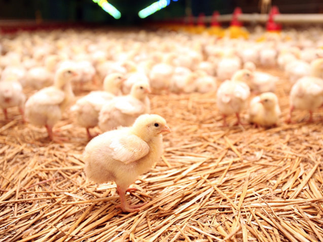 Afacerile Vitall, companie specializată în producţia de furaje şi creşterea păsărilor, controlată de familia Enescu din Dolj au crescut cu 10,7% în 2025, ajungând la peste 718 mil. lei