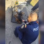 Caraş-Severin: 11 căini pe care proprietarul nu i-a mai putut îngriji, preluaţi de poliţişti / Animalele rămăseseră fără apă, hrană şi îngrijire medicală