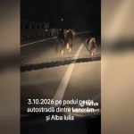 FOTO Urși pe carosabil, în fața unei mașini, chiar pe benzile de circulație