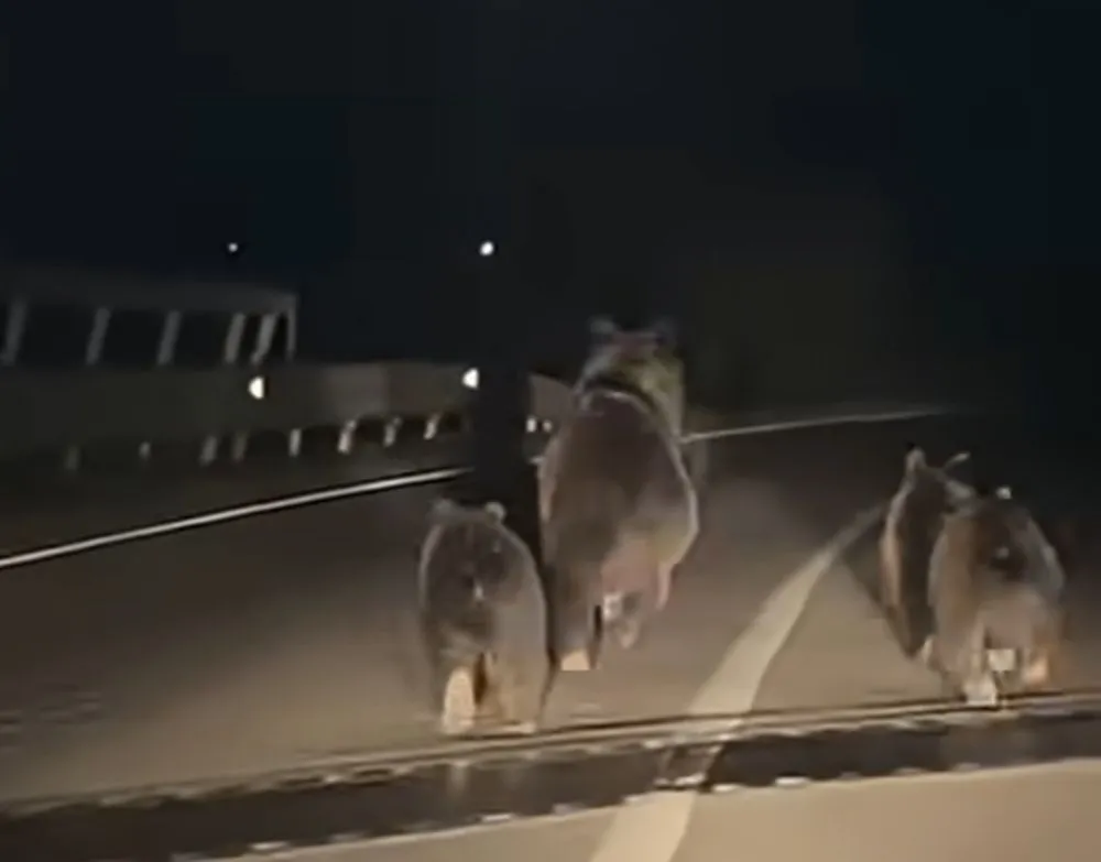 O ursoaică cu trei pui, filmată în fața unei mașini pe un drum național din județul Alba