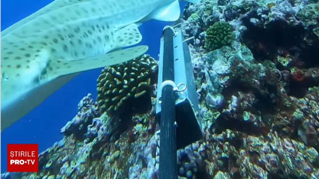 O cameră lăsată în ocean timp de o oră a dezvăluit ceva cu totul neașteptat. Specia care i-a uimit pe cercetători. VIDEO
