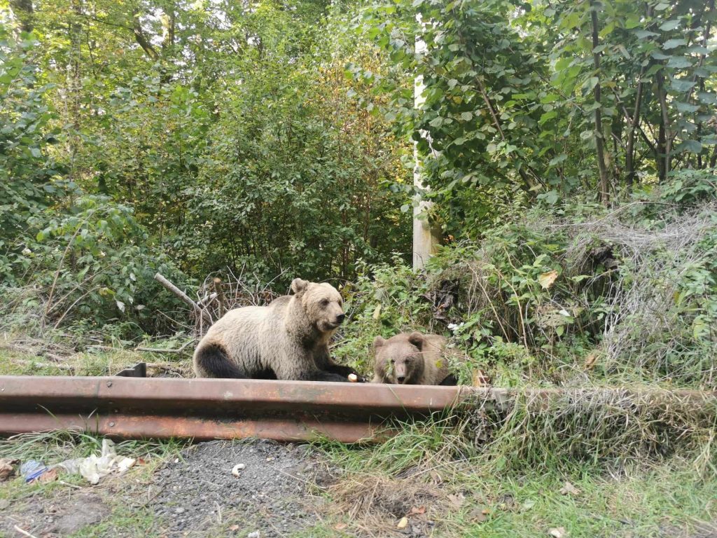 Nicușor Dan a promulgat legea care permite intervenția rapidă împotriva urșilor. Se dublează numărul celor care pot fi împușcați