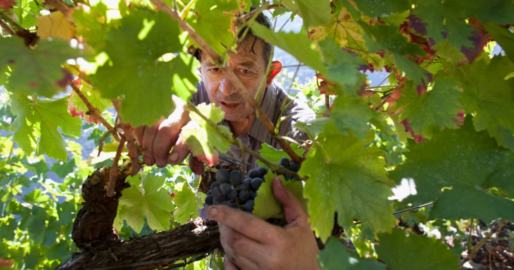 Producătorii viticoli pot cere până la 15 octombrie sprijin pentru asigurarea recoltei. Ajutorul acoperă până la 80% din cost