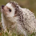 Ariciul Sonic, salvat dintr-un incendiu de vegetaţie/ IGSU: Ceea ce pentru noi pare doar vegetaţie uscată poate fi, pentru animalele sălbatice, un adevărat refugiu. Înainte să aprindeţi focul, priviţi şi din perspectiva celor care nu se pot salva singuri