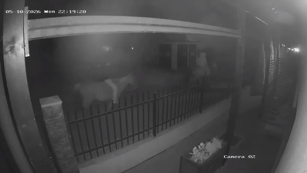 VIDEO Cai de până la 15.000 de euro, furați de la Zorabia: traseul hoților, surprins de camerele video. Proprietară: „Efectiv i-au luat și au plecat cu ei așa călare”
