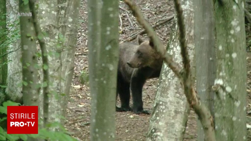 Legea care dublează numărul urșilor împușcați intră în vigoare. Cât costă un pachet de vânătoare