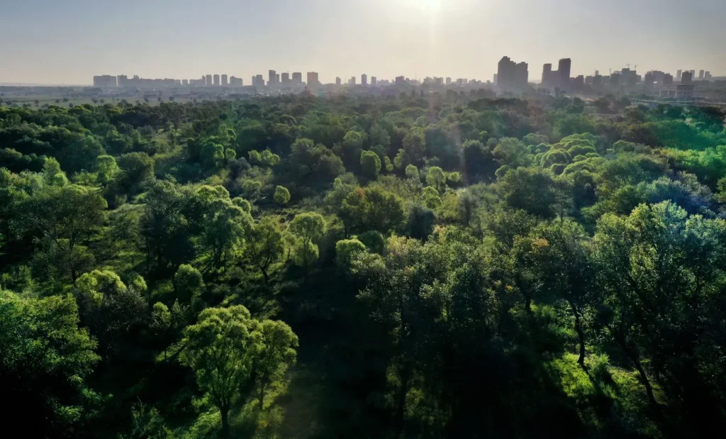 Cum a fost transformat un deșert într-o pădure luxuriantă, printr-o donație de doar 5.000 de dolari