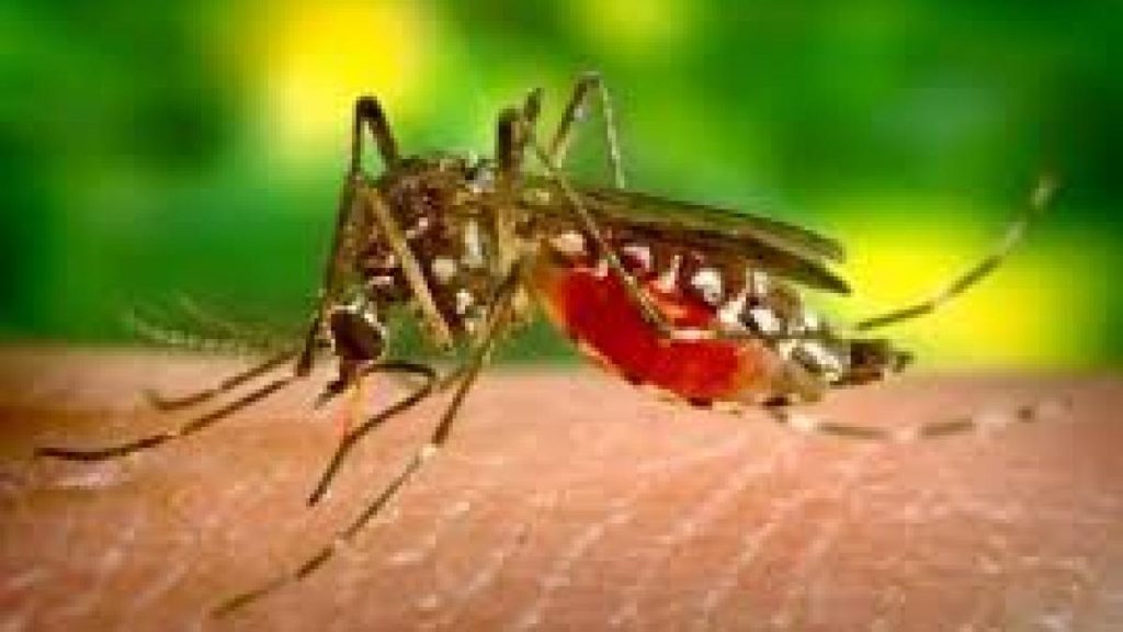 INSP: 121 de cazuri de infecţie cu virusul West Nile, 8 decese