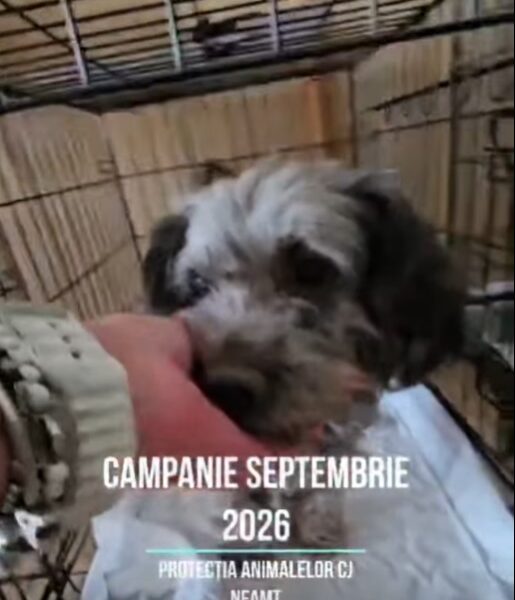 Aproape 400 de de câini sterilizați și microcipați gratuit în luna septembrie