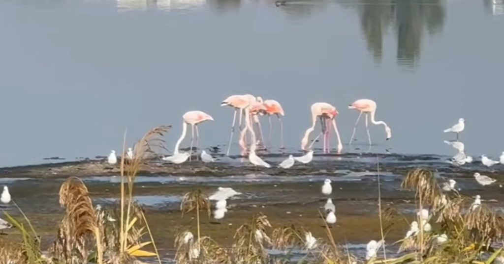 Păsări Flamingo, filmate pe malul lacului Techirghiol. Ornitolog: E o chestiune de timp până o să apară ca populaţie rezidentă