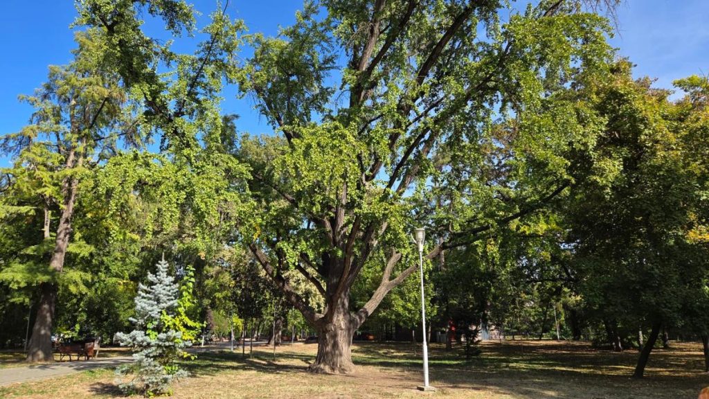 De la Ginkgo biloba al familiei Mühle la stejarii seculari: Primăria Timișoara și Asociația Peisagiștilor începe identificarea arborilor remarcabili