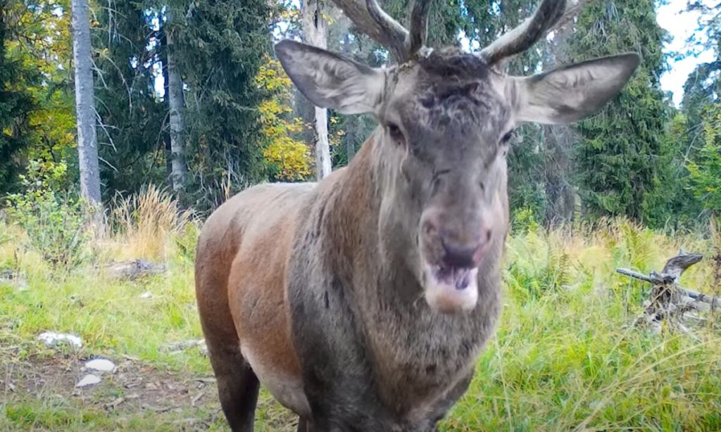VIDEO: Spectacolul Naturii, în Parcul Natural Apuseni: Bocănitul cerbilor, surprins de camerele de supraveghere din parc