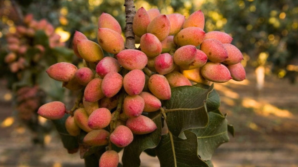 Fructul rezistent la 40 de grade Celsius și secetă extremă care înlocuiește vița-de-vie: producția aduce profituri mari
