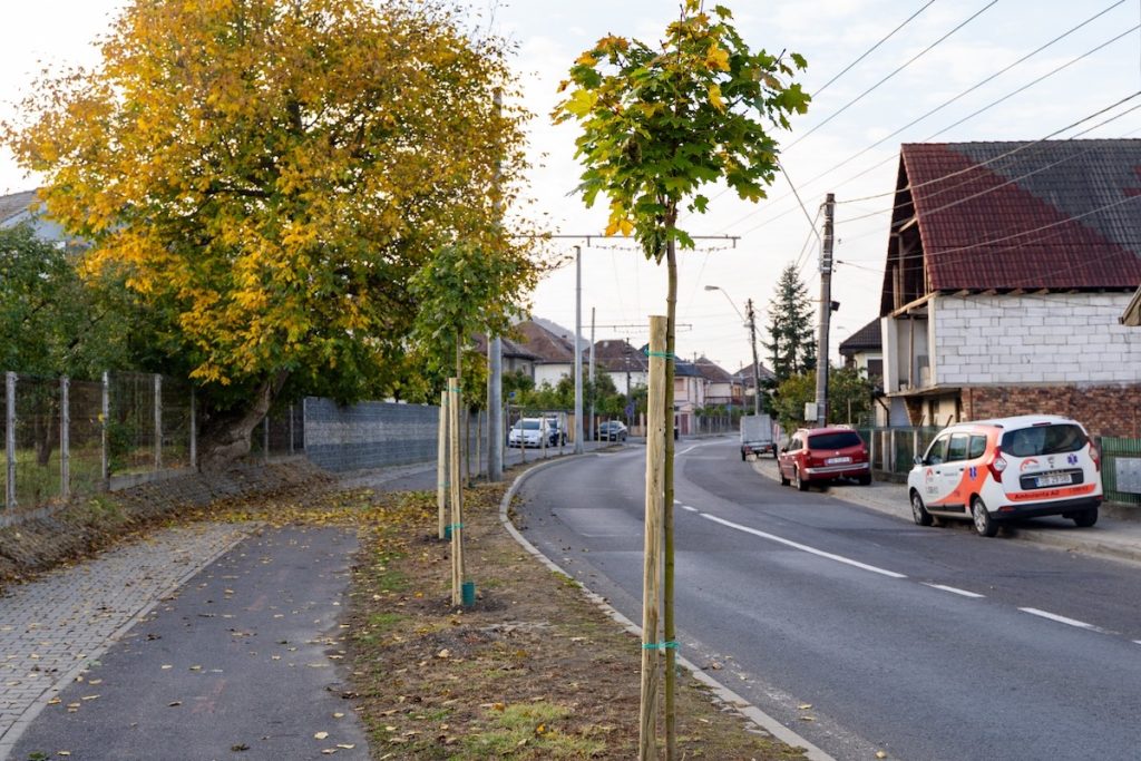 Campania de toamnă pentru un Mediaș mai verde: 150 de arbori plantați în diverse zone ale municipiului
