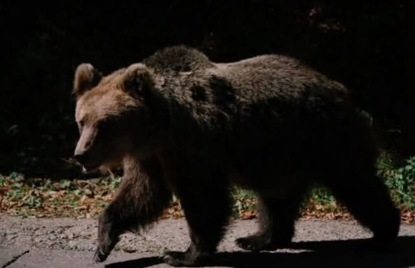 Urs pe o stradă din Runcu. Avertismentul autorităților