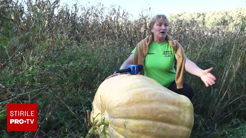 Dovleci uriași, de aproape 200 de kilograme, în Maramureș. Un localnic a adus semințele din Spania