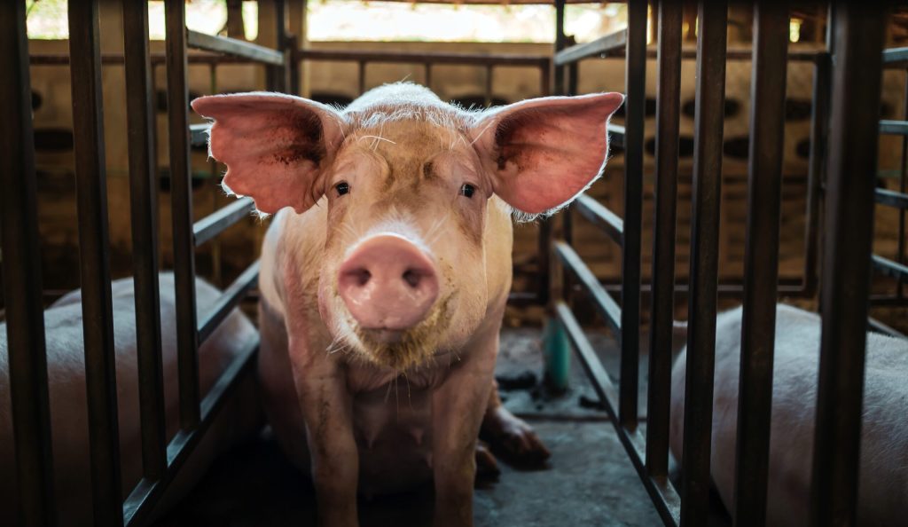 Legea porcului a fost modificată: transportul ilegal a cel puțin șase porci devine infracțiune. Animalele și vehiculul pot fi confiscate