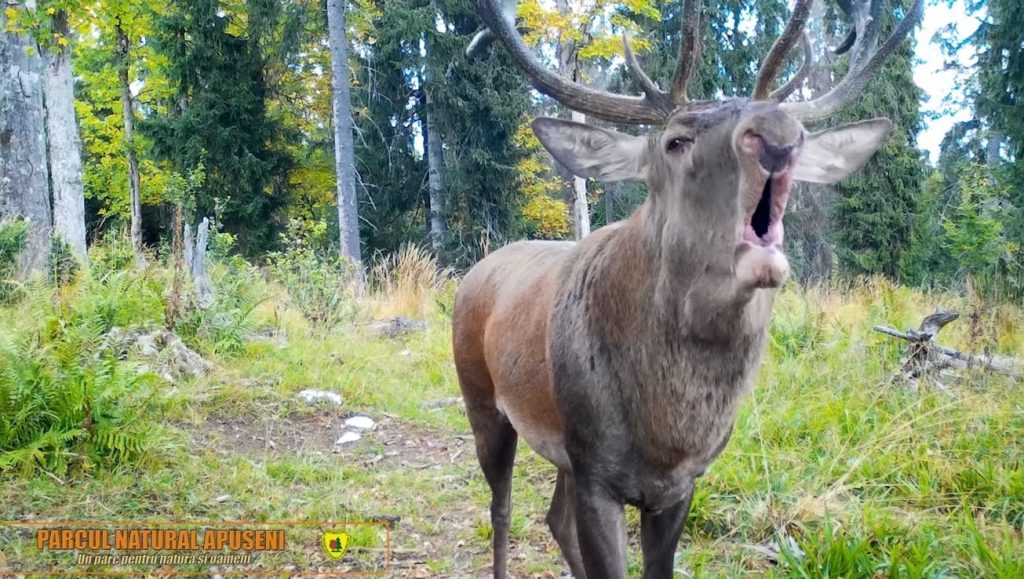 VIDEO Boncănitul cerbilor a răsunat în pădurile din Apuseni. Rangerii au surprins imagini spectaculoase