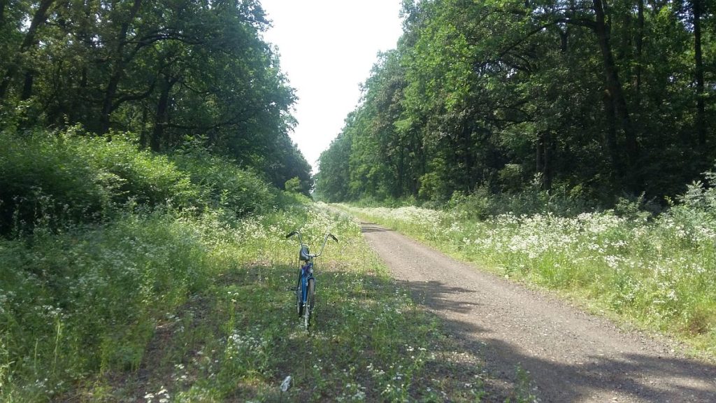 Proiectul de amenajare a Pădurii Verzi ca pădure-parc intră la vot în Consiliul Local Timișoara. La cât se ridică valoarea investiției