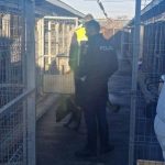 Un bărbat beat ar fi omorât cu cruzime un căţel…
