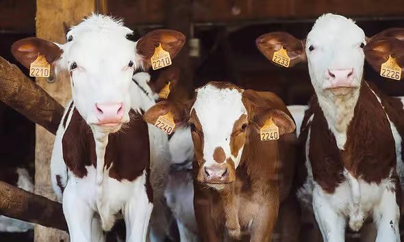 Vești bune pentru fermierii clujeni. APIA începe plata în avans a subvențiilor. Câți bani se acordă pe hectar și animal și de când