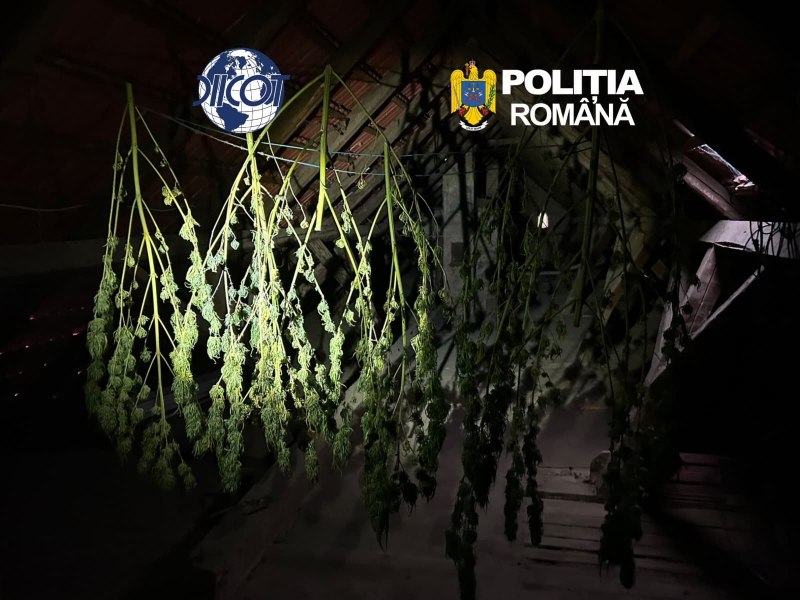 Mică plantație de canabis la un român acasă. Prins, alături de un sirian, cu 1 kilogram de cocaină la Caransebeș