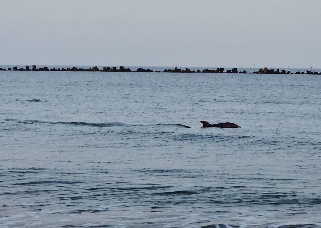 Un tânăr a salvat un delfin eșuat pe o plajă din Eforie