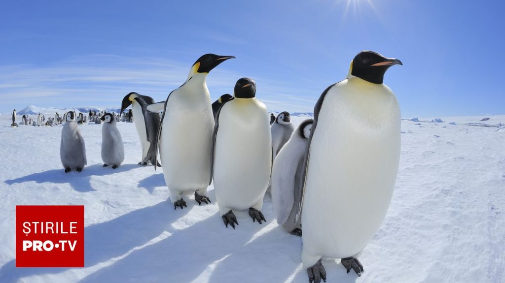 O companie britanică oferă un salariu de 2.500 de euro pe lună pentru numărarea pinguinilor în Antarctica. Cum poți obține jobul