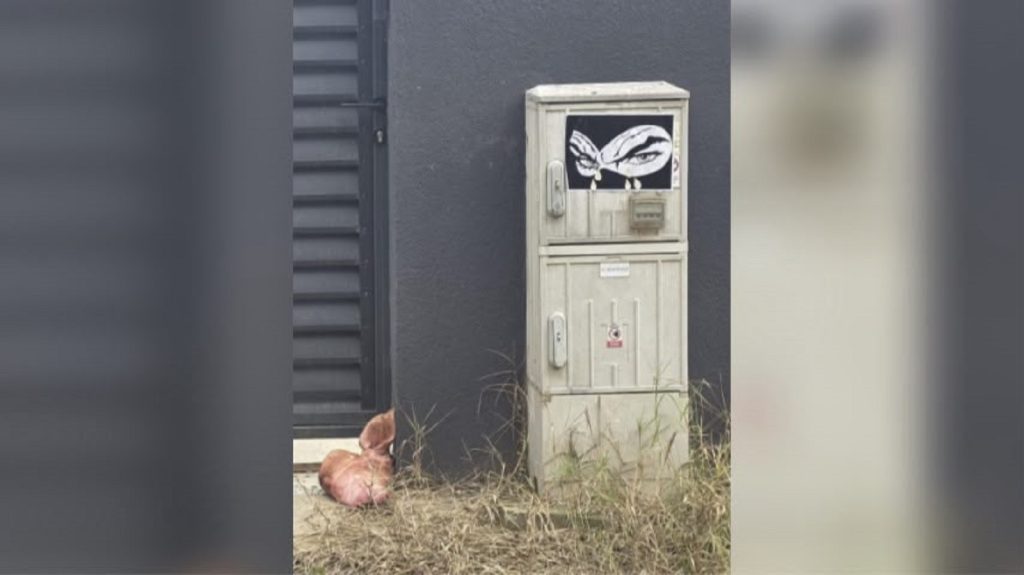 Un cap de porc, simbol al trădării, lăsat la poarta lui Marius Lulea. Poliția Ilfov face verificări | Lulea: Mă tem pentru siguranța celor cinci copii ai mei