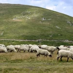 Tánczos Barna, ministrul interimar al Agriculturii, arată cu degetul către CE după o lună de tergiversare în livrarea vaccinului pentru ovine: „ANSVSA de bună credinţă a crezut ce s-a vorbit la Bruxelles, nici până în ziua de astăzi vaccinul n-a ajuns”