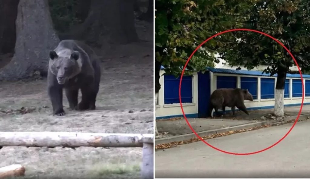 Ursul cu cinci picioare a pus pe jar jandarmii, poliţiştii şi SMURD-ul din Câmpina. Poza generată cu AI a declanșat și mesaj RO-Alert