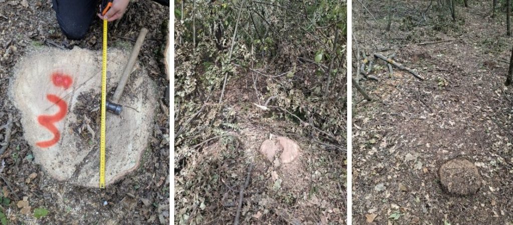 (FOTO) Sute de arbori, tăiați ilegal la Vadul lui Vodă. Prejudiciul depășește 1 milion de lei