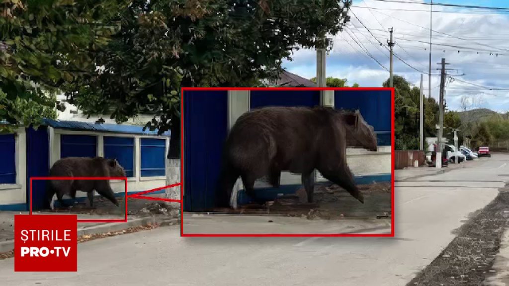 Detaliul care a dat de gol fotografia falsă cu ursul din Câmpina. Imaginea creată cu IA a pus autoritățile pe jar