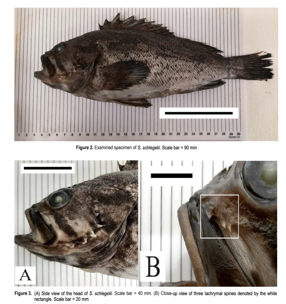 O specie de pește din Oceanul Pacific s-a adaptat în Marea Neagră / Exemplare de peste 2,5 kilograme, capturate pe litoralul românesc / „Korean Rockfish”, noul pește exotic