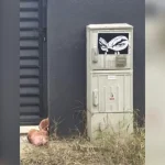 Un bărbat susţine, pe reţelele de socializare, că Marius Lulea a înscenat momentul în care a găsit un cap de porc la poarta locuinţei, în urma căruia a reclamat ameninţări voalate din partea lui George Simion