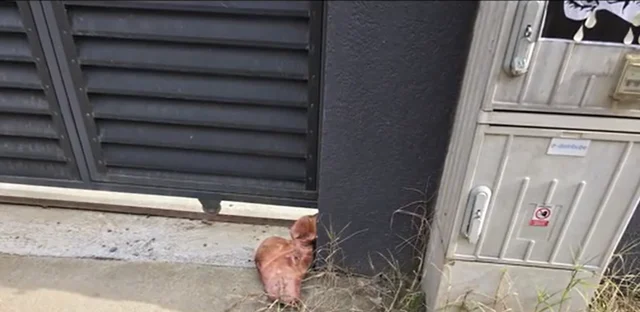 Un bărbat susţine, pe reţelele de socializare, că Marius Lulea a înscenat momentul în care a găsit un cap de porc la poarta locuinţei, în urma căruia a reclamat ameninţări voalate din partea lui George Simion