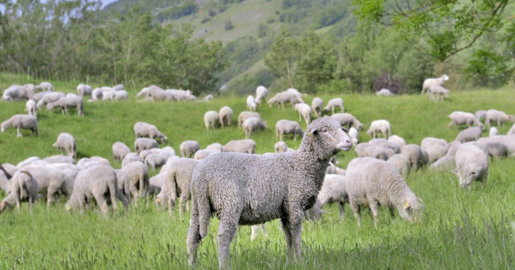 Prima tranșă de vaccinuri gratuite împotriva pestei și variolei la ovine şi caprine a ajuns în România. Când începe imunizarea