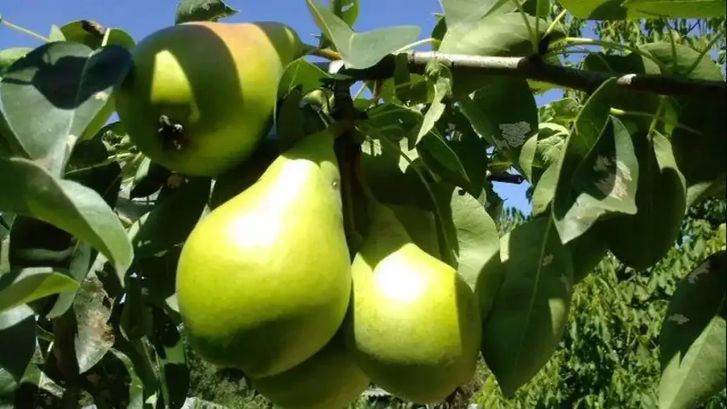 Perele de toamnă, un scut natural pentru sănătate: Ce beneficii poartă cu sine unul dintre cele mai apreciate fructe ale sezonului