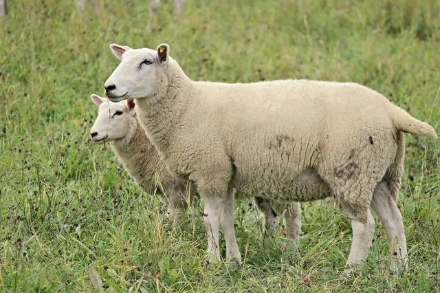 UE donează României peste un milion de doze de vaccin împotriva pestei micilor rumegătoare și variolei la caprine și ovine