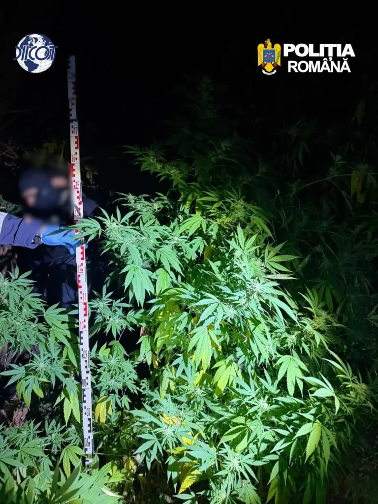 Doi bărbați din Cluj creșteau canabis în grădină, plantele ajungeau până la 3 metri. Imagini publicate de DIICOT
