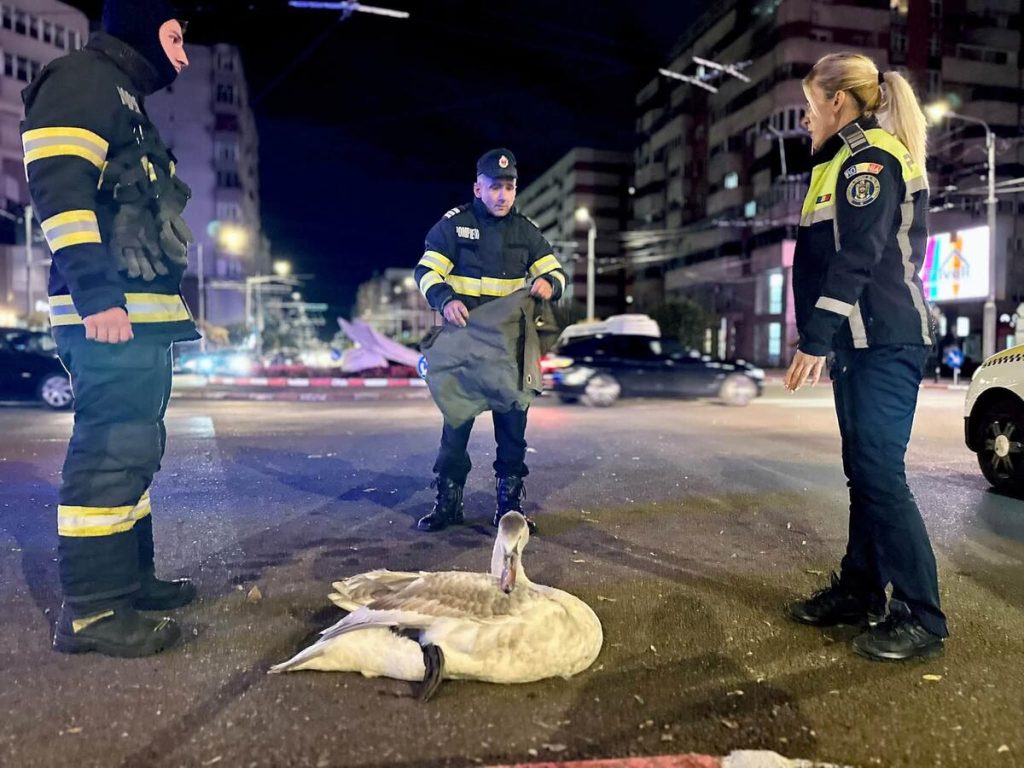 Lebădă salvată din centrul orașului Târgu Jiu, după un apel la 112