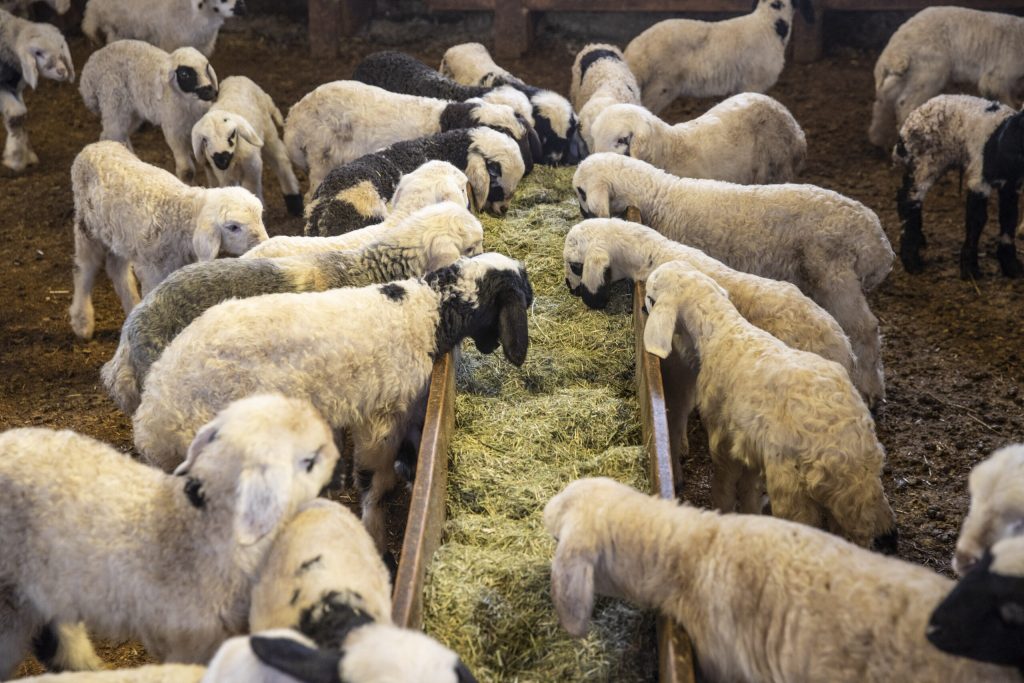 Vaccinarea de urgență începe duminică în Constanța și Tulcea / Restricțiile de circulație a animalelor rămân în vigoare
