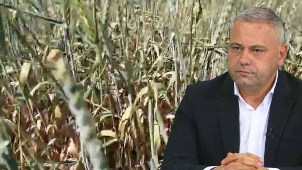 Precizări de la șeful MADR: Ce se întâmplă cu cererile de despăgubiri pentru secetă