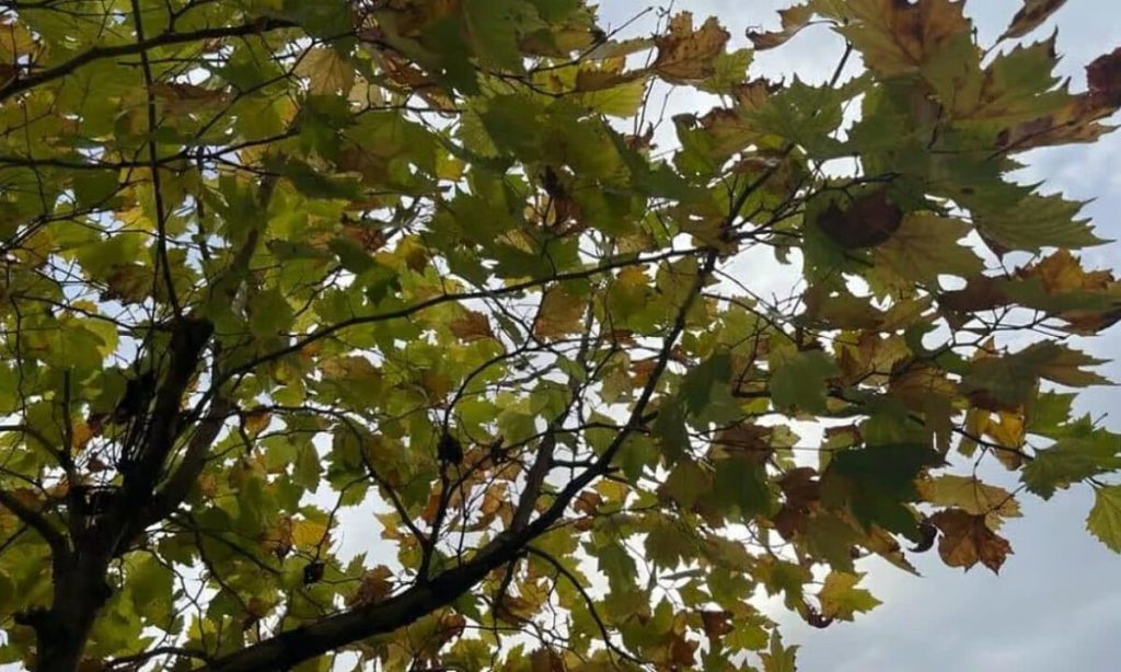 Vremea până în 8 noiembrie în Transilvania și în țară: variații de temperatură, perioade cu ploi. Prognoza meteo pe regiuni