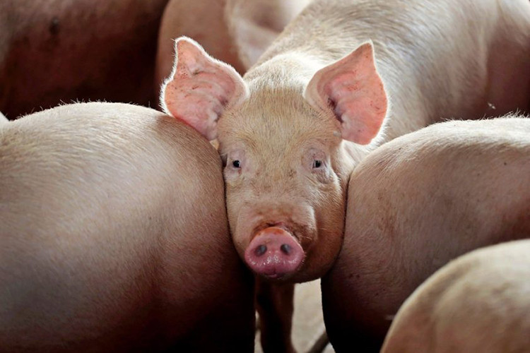 Sprijin pentru crescătorii de porci și păsări. Ce cheltuieli ar putea compensa statul