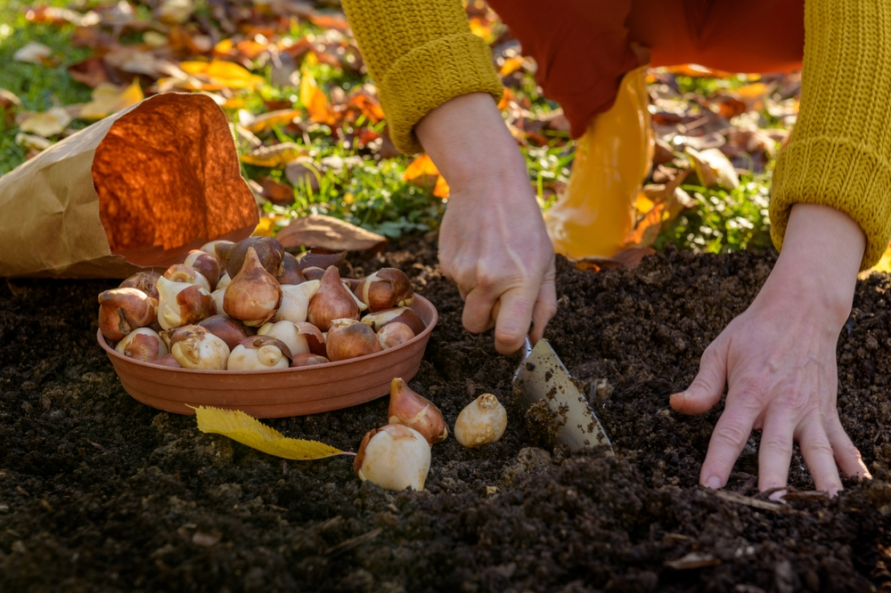 Ce să plantezi toamna, înainte de primul îngheț: 11 legume și flori care rezistă la frig